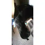 Gorro militar ruso de piel photo review