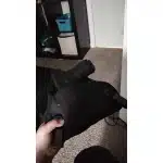 Funda híbrida oculta photo review