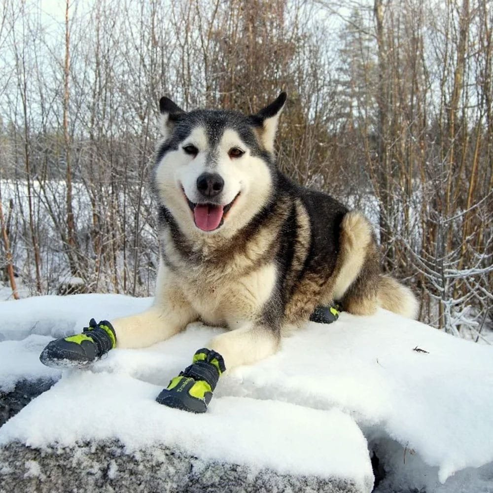 Botas cortas tácticas para perros - Imagen 5