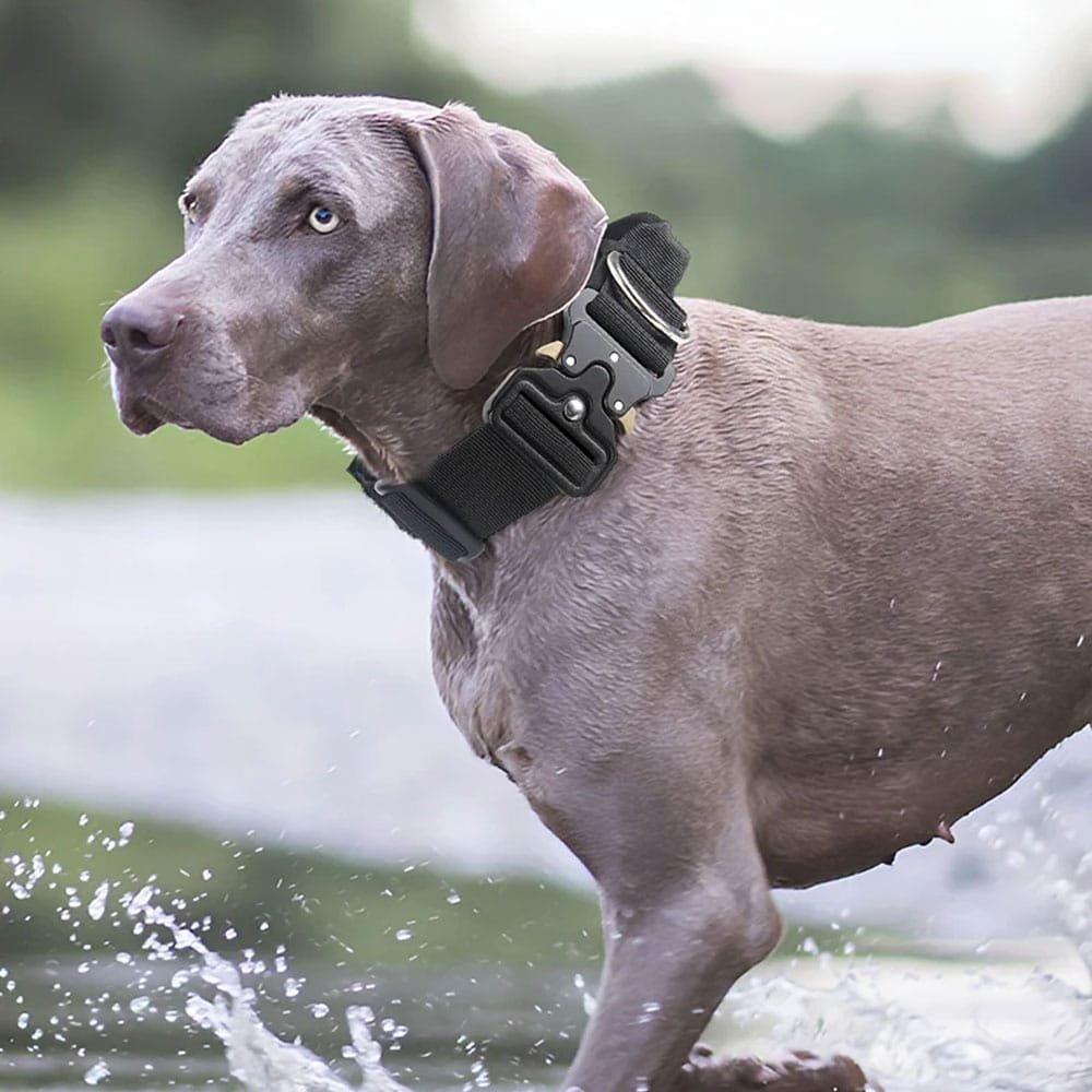Collar táctico con cierre rápido para perros - Imagen 2